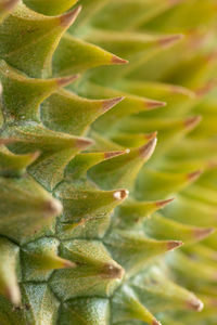 Full frame shot of succulent plant