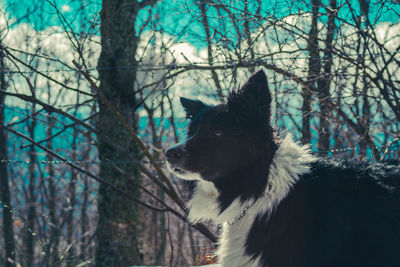 Dog looking away in forest