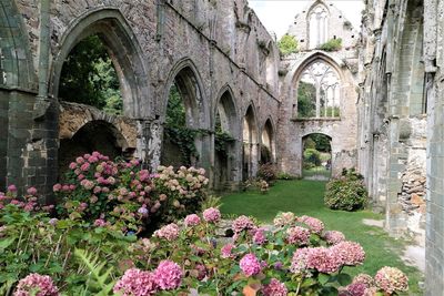 View of flowering plants in old building