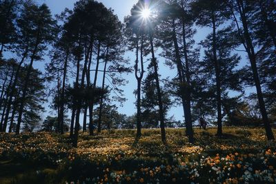 Trees growing on field against sky