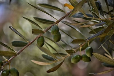 Close-up of fruit growing on tree