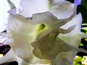 Close-up of fresh white flower