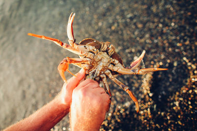 Close-up of cropped hand holding object