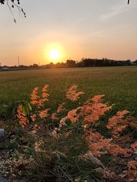 Scenic view of grassy field against sky during sunset