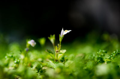 Close-up of flower on plant