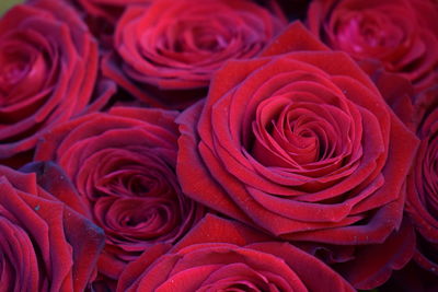 Full frame shot of red roses