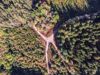 Aerial view of trees at forest