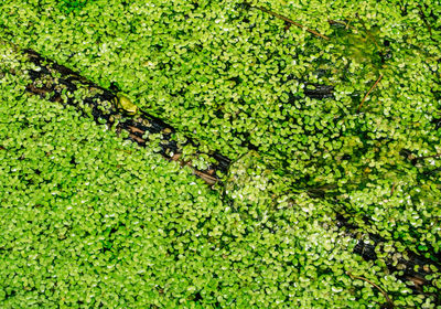 High angle view of leaf floating on water