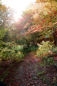 Trees growing in forest during autumn