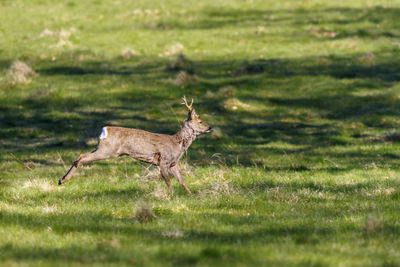 Running roebuck at a grass meadow