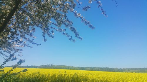 Scenic view of oilseed rape field against clear sky