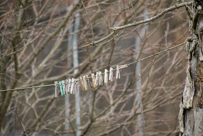 Close-up of branch hanging on tree