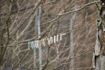 Close-up of branch hanging on tree