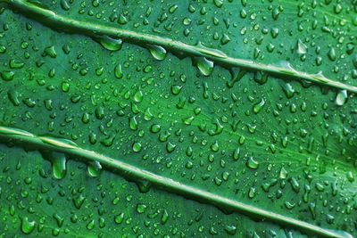 Close-up of raindrops on leaf during rainy season