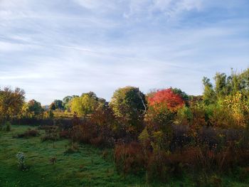 Trees on field against sky during autumn