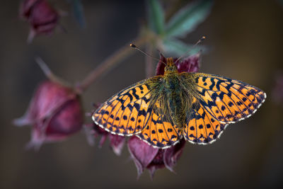 Close-up of butterfly on flower