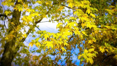 Low angle view of tree against sky