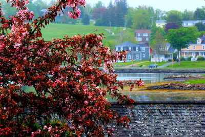 Pink flowers growing on tree