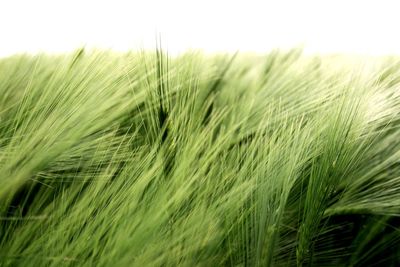 Close-up of wheat field