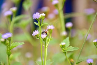 Close-up of purple flowering plants