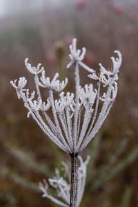 Close-up of frozen plant during winter