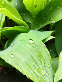 Close-up of raindrops on leaves