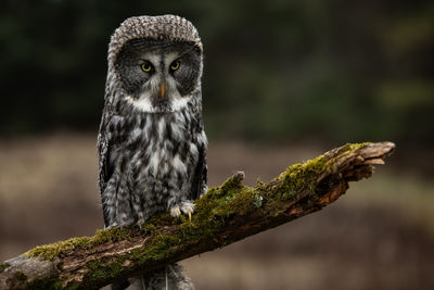 A trained great grey owl, strix nebulosa