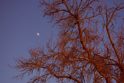 Low angle view of tree against clear sky at night