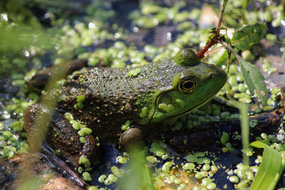 Close-up of frog in water
