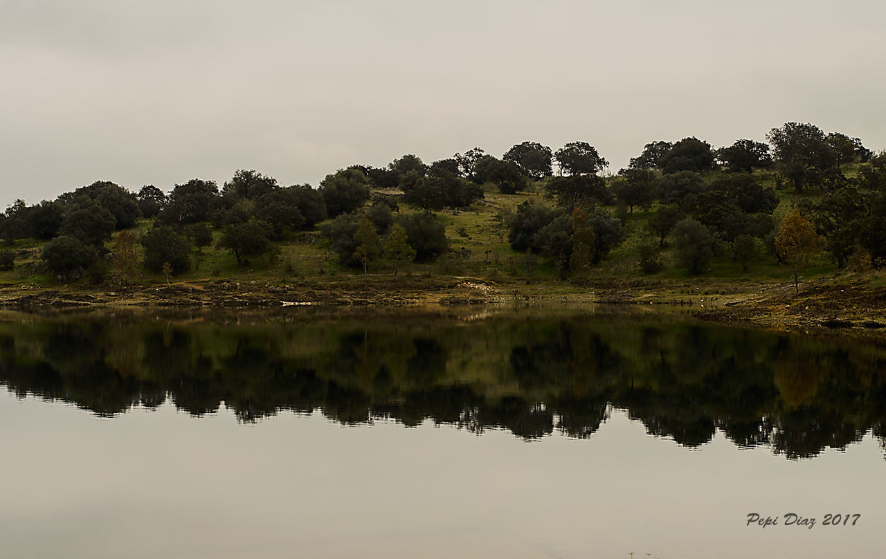 reflection, water, tree, nature, lake, sky, outdoors, no people, tranquility, animals in the wild, reflection lake, day, animal themes