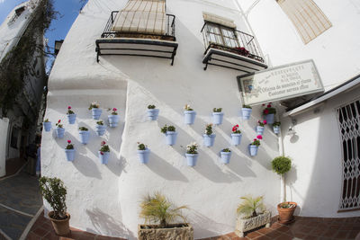 Low angle view of potted plants outside building