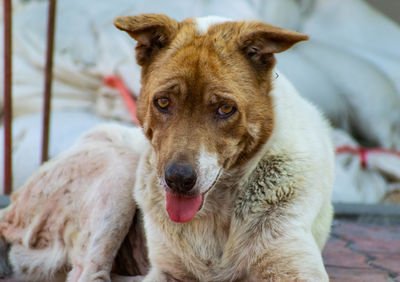 Close-up portrait of dog relaxing outdoors