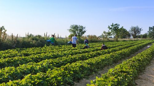 People working on field against sky