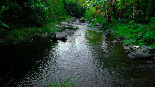 View of stream flowing through forest