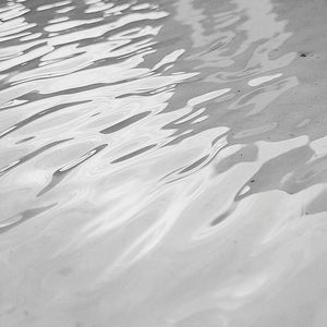 High angle view of animal swimming in water