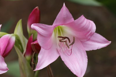 Close-up of pink flowers against blurred background