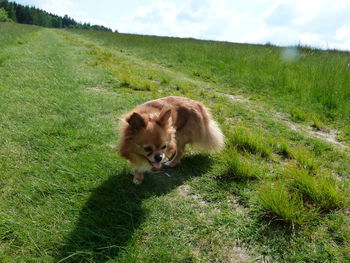 View of a dog on field