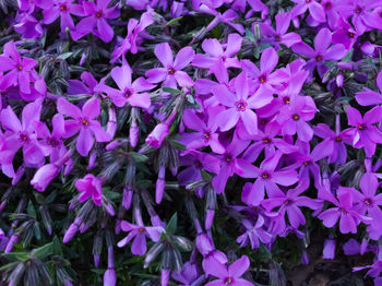 Full frame shot of purple flowering plants