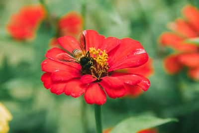 Close-up of insect on red flower