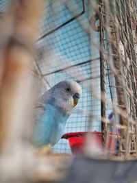 Close-up of parrot in cage