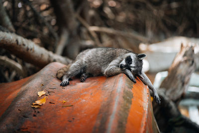 Close-up of raccoon sleeping on a boat 