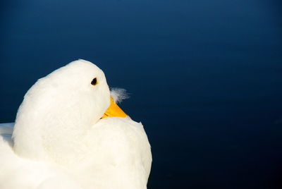 Close-up of a bird against blue background