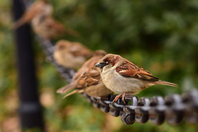 Close-up of bird perching on feeder