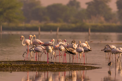 Flock of birds drinking water