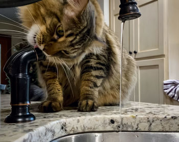 Cat looking away