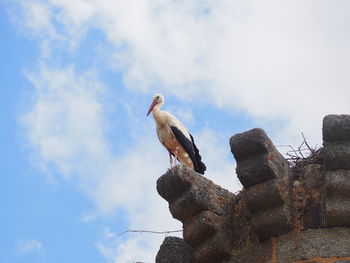 Low angle view of seagull perching on metal against sky