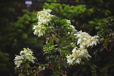 plant