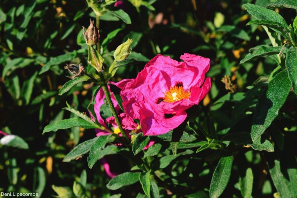 flower, petal, freshness, growth, leaf, fragility, flower head, plant, green color, beauty in nature, blooming, nature, pink color, close-up, high angle view, focus on foreground, park - man made space, day, outdoors, in bloom