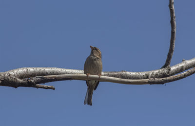 Low angle view of birds perching on branch against the sky