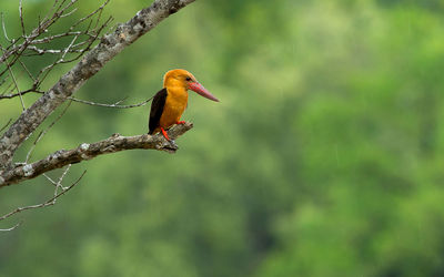 Stork kingfisher perching on tree